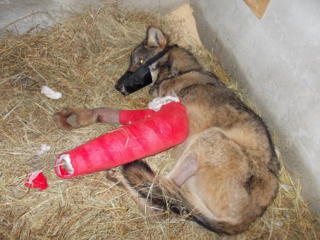 lupo appenninico Centro recupero Boschi carrega